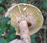 Eichenmilchling, Foto 18