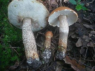 Eichenrotkappe, Foto 2