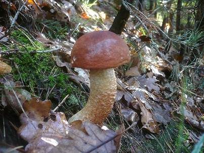 Eichenrotkappe, Foto 3