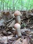 Eichenrotkappe, Foto 13