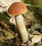 Eichenrotkappe, Foto 18