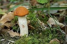 Eichenrotkappe, Foto 21