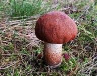 Eichenrotkappe, Foto 22