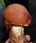 Eichenrotkappe, Foto 23