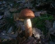 Eichenrotkappe, Foto 6