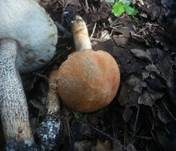 Eichenrotkappe, Foto 9