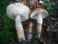 Eichenrotkappe, Foto 10
