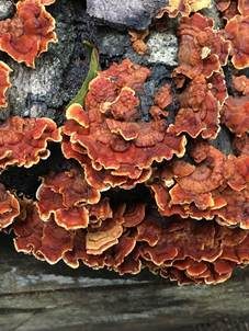 Eichenschichtpilz, Foto 3
