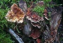 Eichenschichtpilz, Foto 7