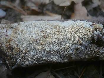 Eichen-Stachelhaut, Foto 2