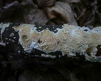 Eichen-Stachelhaut, Foto 4