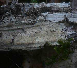 Eichen-Stachelhaut, Foto 5