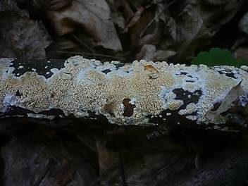 Eichen-Stachelhaut, Foto 6