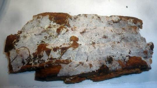 Eichen-Traubenbasidie, Foto 2