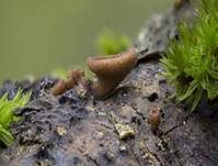 Astbecherling, Foto 14
