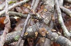 Astbecherling, Foto 7
