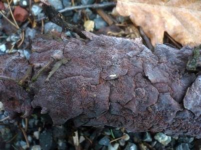 Eichen-Zystidenrindenpilz, Foto 3