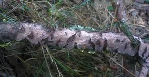 Eichen-Zystidenrindenpilz, Foto 10