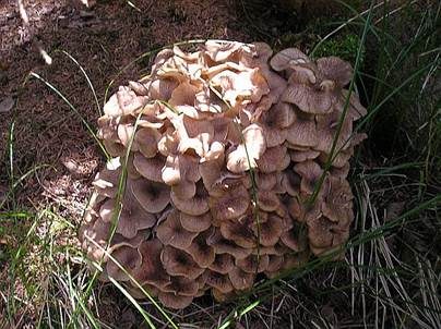 Eichhase, Foto 3