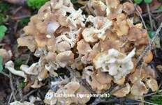 Eichhase, Foto 14