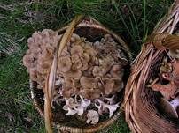 Eichhase, Foto 6