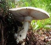 Eierwulstling, Foto 14