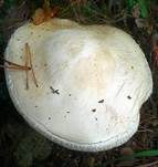 Eierwulstling, Foto 15