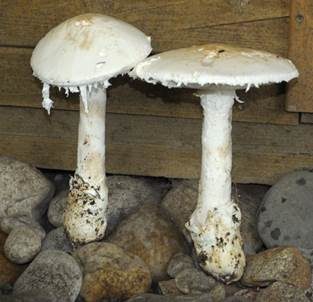 Eierwulstling, Foto 4