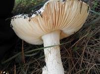 Eierwulstling, Foto 24