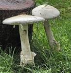 Eierwulstling, Foto 8