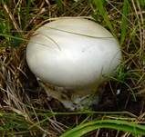 Eierwulstling, Foto 10