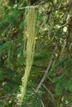 Eingedrückte Bartflechte, Foto 7