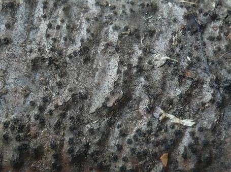 Eingesenkte Kohlenbeere, Foto 3
