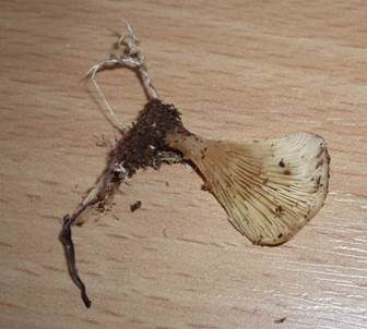 Einseitiger Muscheling, Foto 2