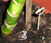 Eintagstintling, Foto 8