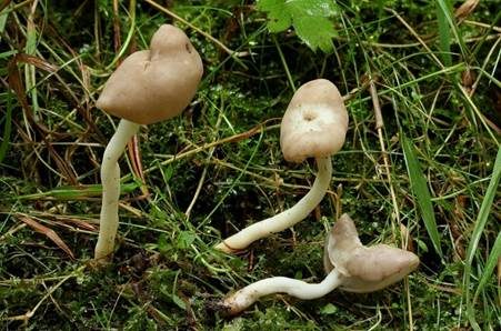 Elastische Lorchel, Foto 2