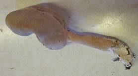 Elastische Lorchel, Foto 15