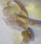 Elastische Lorchel, Foto 20