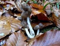 Elastische Lorchel, Foto 21