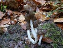 Elastische Lorchel, Foto 22