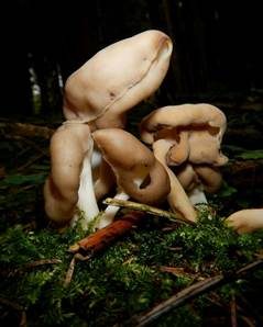 Elastische Lorchel, Foto 5