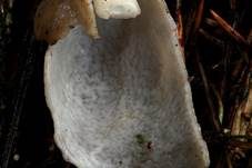 Elastische Lorchel, Foto 11