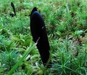 Elegante Erdzunge, Foto 7