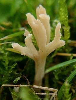 Elegante Wiesenkoralle, Foto 3