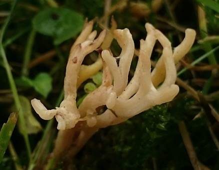 Elegante Wiesenkoralle, Foto 5