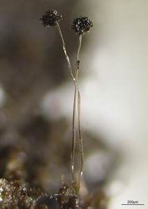 Elegantes Brombeer-Köpfchen, Foto 3