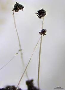 Elegantes Brombeer-Köpfchen, Foto 4