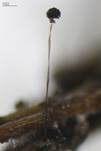 Elegantes Brombeer-Köpfchen, Foto 5