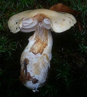 Elfenbeindickfuß, Foto 3