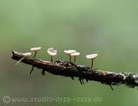 Ästchen-Zwergschwindling, Foto 14